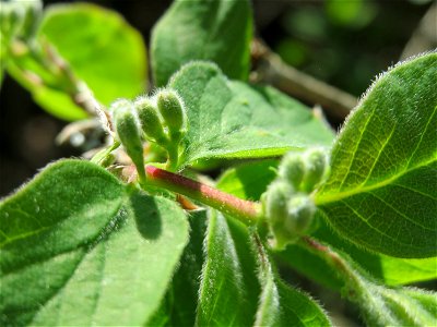 Rote Heckenkirsche (Lonicera xylosteum) in Hockenheim