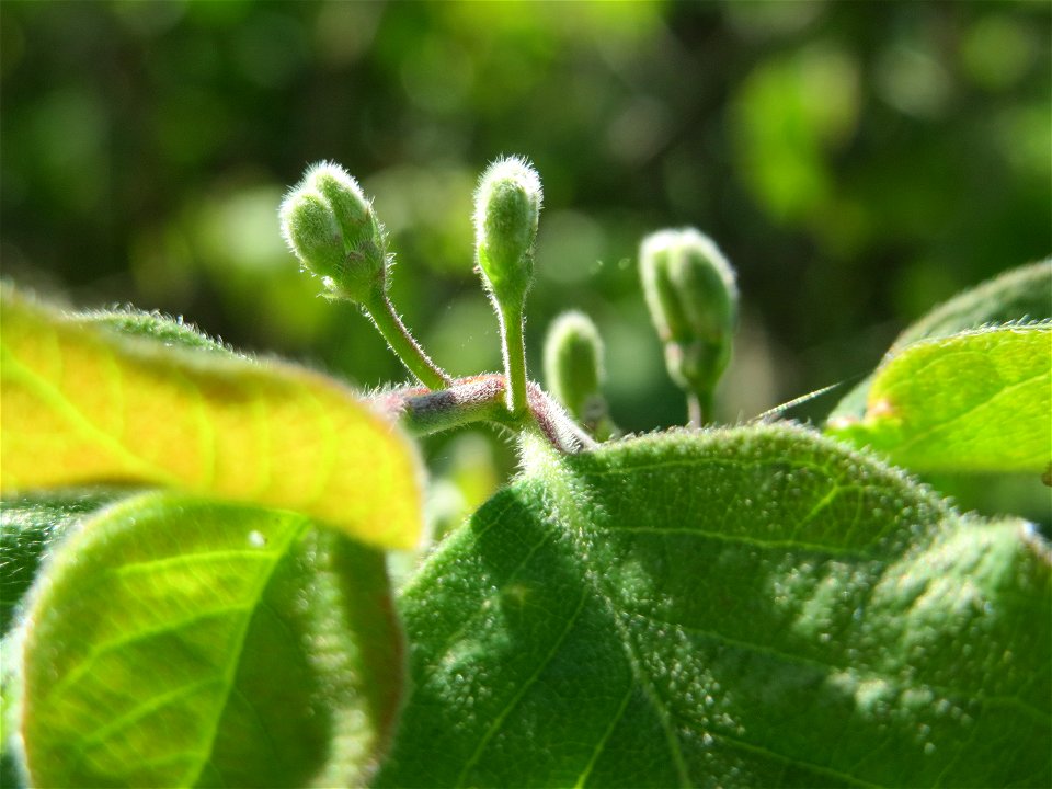 Rote Heckenkirsche (Lonicera xylosteum) in Hockenheim