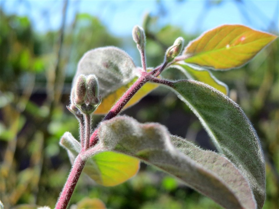 Rote Heckenkirsche (Lonicera xylosteum) in Hockenheim