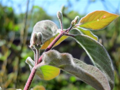 Rote Heckenkirsche (Lonicera xylosteum) in Hockenheim