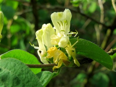 Rote Heckenkirsche (Lonicera xylosteum) im Schwetzinger Hardt