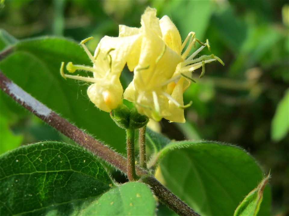 Rote Heckenkirsche (Lonicera xylosteum) im Schwetzinger Hardt