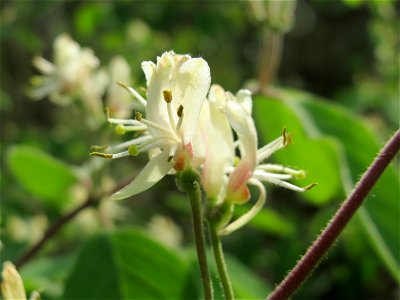 Rote Heckenkirsche (Lonicera xylosteum) im Schwetzinger Hardt