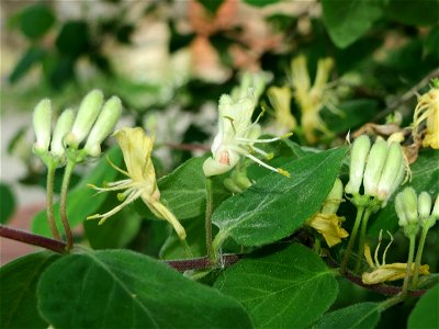 Rote Heckenkirsche (Lonicera xylosteum) im Bürgerpark Saarbrücken
