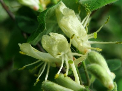 Rote Heckenkirsche (Lonicera xylosteum) im Bürgerpark Saarbrücken