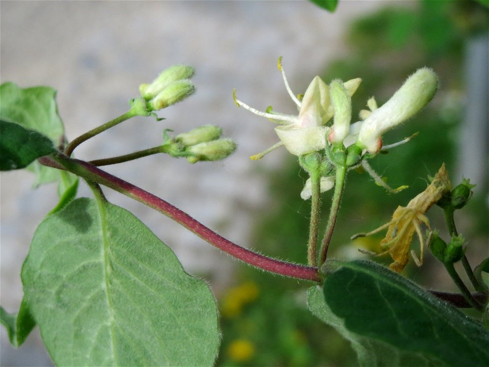 Rote Heckenkirsche (Lonicera xylosteum) im Bürgerpark Saarbrücken