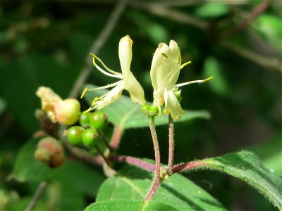 Rote Heckenkirsche (Lonicera xylosteum) auf dem Feldherrenhügel (Naturschutzgebiet Oftersheimer Dünen)