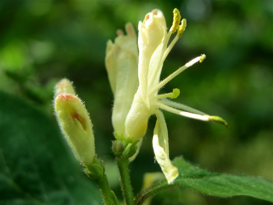 Rote Heckenkirsche (Lonicera xylosteum) auf dem Feldherrenhügel (Naturschutzgebiet Oftersheimer Dünen)