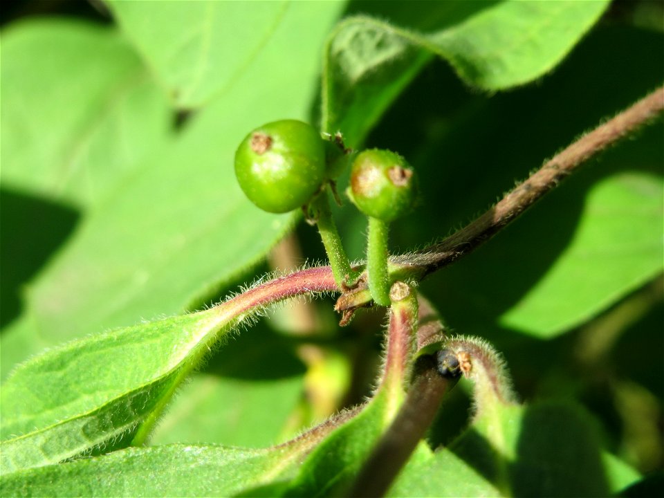 Rote Heckenkirsche (Lonicera xylosteum) bei Hockenheim