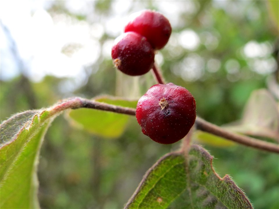 Rote Heckenkirsche (Lonicera xylosteum) in Hockenheim