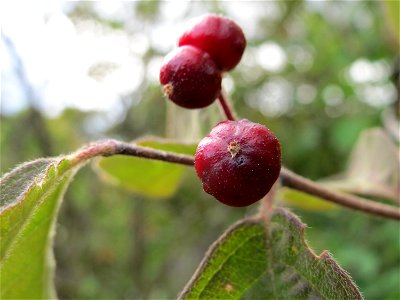 Rote Heckenkirsche (Lonicera xylosteum) in Hockenheim