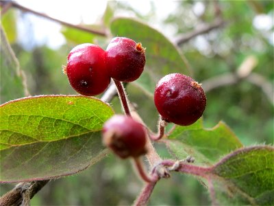 Rote Heckenkirsche (Lonicera xylosteum) in Hockenheim