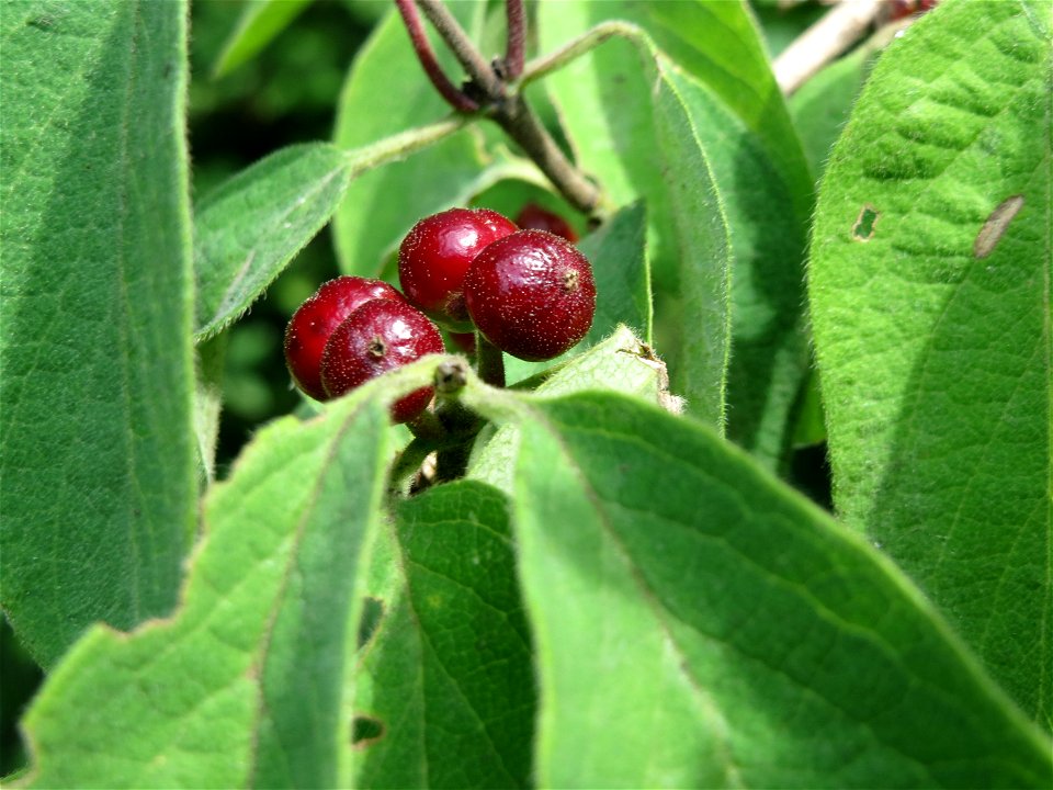 Rote Heckenkirsche (Lonicera xylosteum) im Naturschutzgebiet Alter Bahndamm