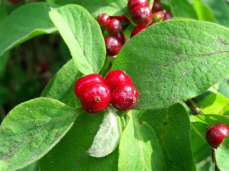 Rote Heckenkirsche (Lonicera xylosteum) im Naturschutzgebiet Alter Bahndamm
