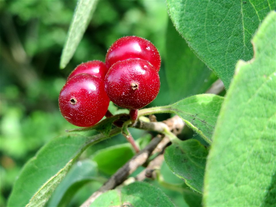 Rote Heckenkirsche (Lonicera xylosteum) im Naturschutzgebiet Alter Bahndamm