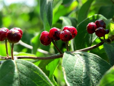 Rote Heckenkirsche (Lonicera xylosteum) in Hockenheim