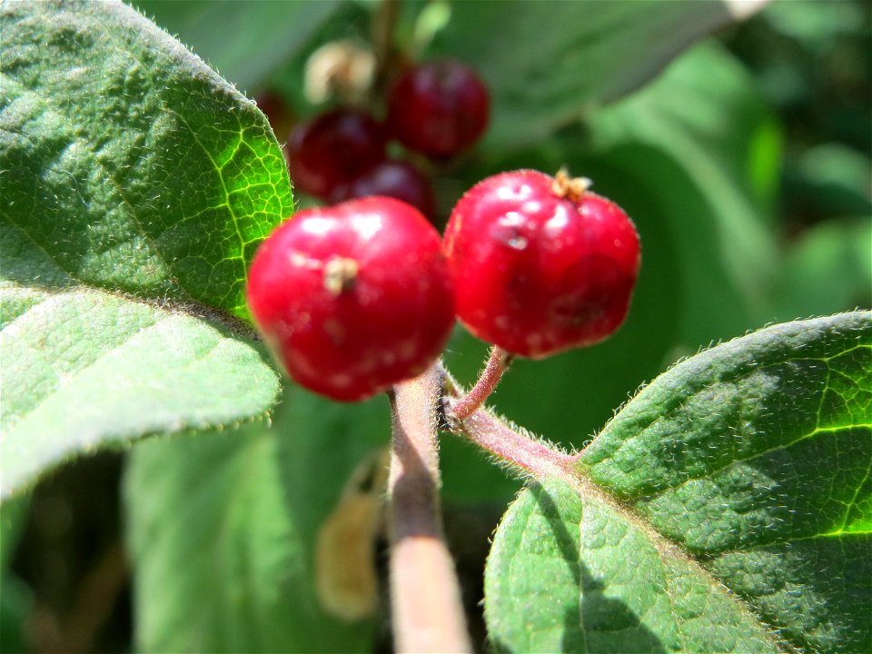 Rote Heckenkirsche (Lonicera xylosteum) in Hockenheim