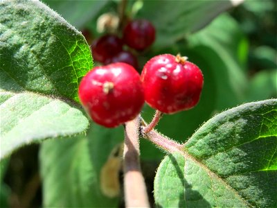 Rote Heckenkirsche (Lonicera xylosteum) in Hockenheim