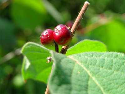 Rote Heckenkirsche (Lonicera xylosteum) in Hockenheim