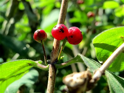 Rote Heckenkirsche (Lonicera xylosteum) in Hockenheim