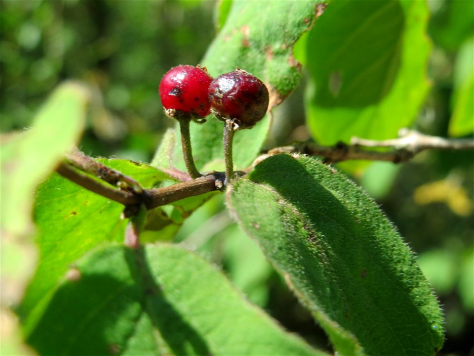 Rote Heckenkirsche (Lonicera xylosteum) in Hockenheim
