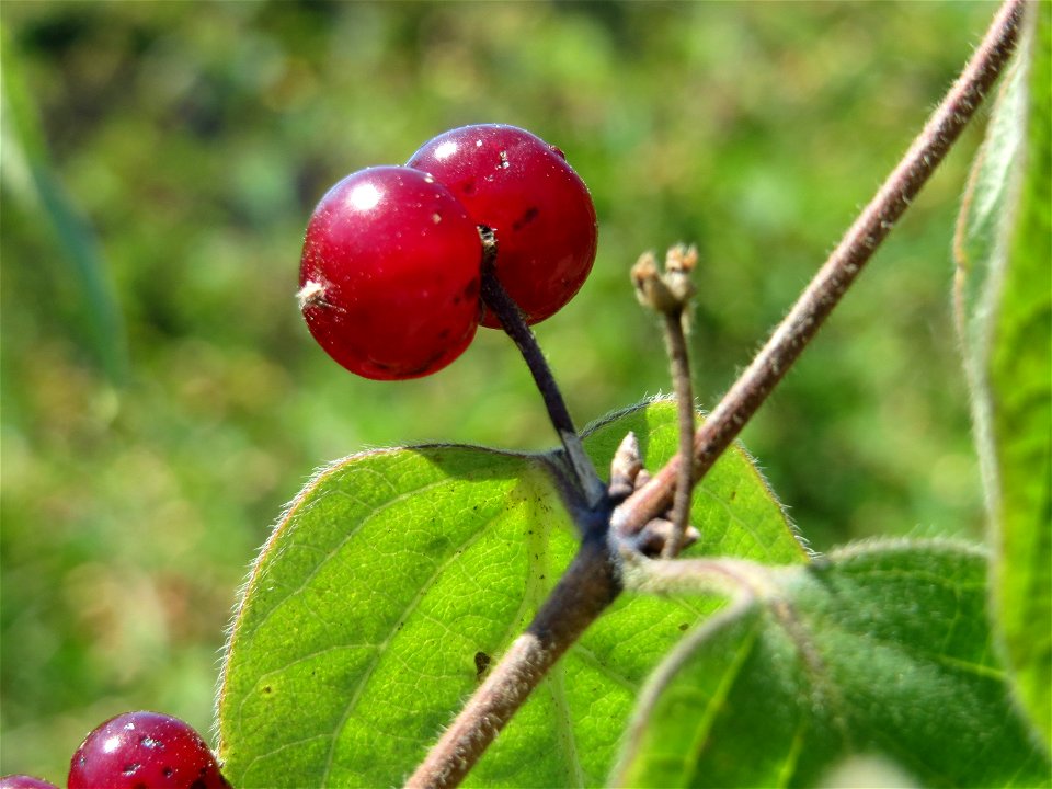 Rote Heckenkirsche (Lonicera xylosteum) in Hockenheim