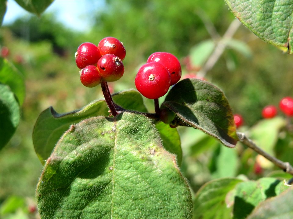 Rote Heckenkirsche (Lonicera xylosteum) in Hockenheim