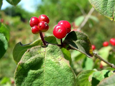 Rote Heckenkirsche (Lonicera xylosteum) in Hockenheim