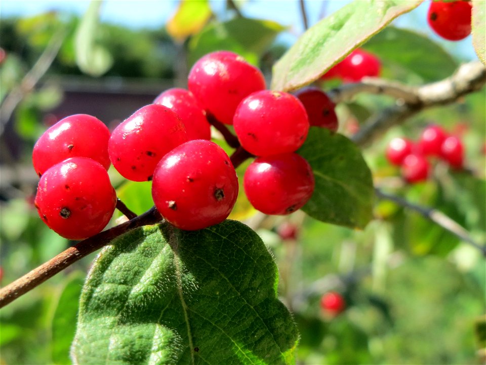 Rote Heckenkirsche (Lonicera xylosteum) in Hockenheim