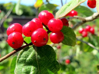 Rote Heckenkirsche (Lonicera xylosteum) in Hockenheim