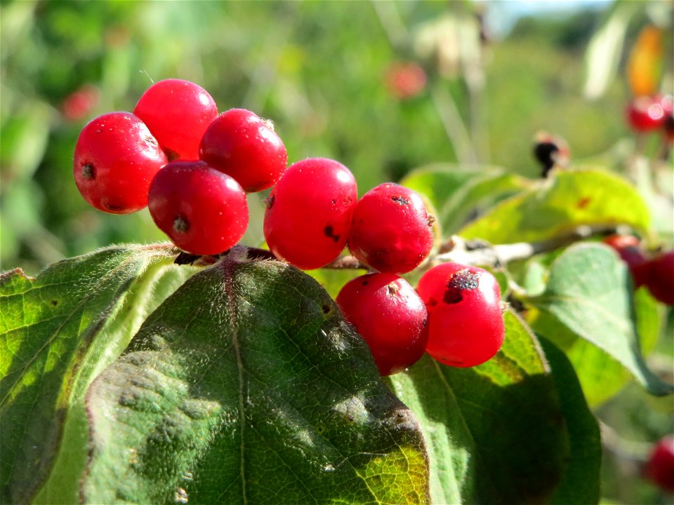Rote Heckenkirsche (Lonicera xylosteum) in Hockenheim