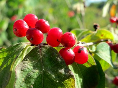 Rote Heckenkirsche (Lonicera xylosteum) in Hockenheim