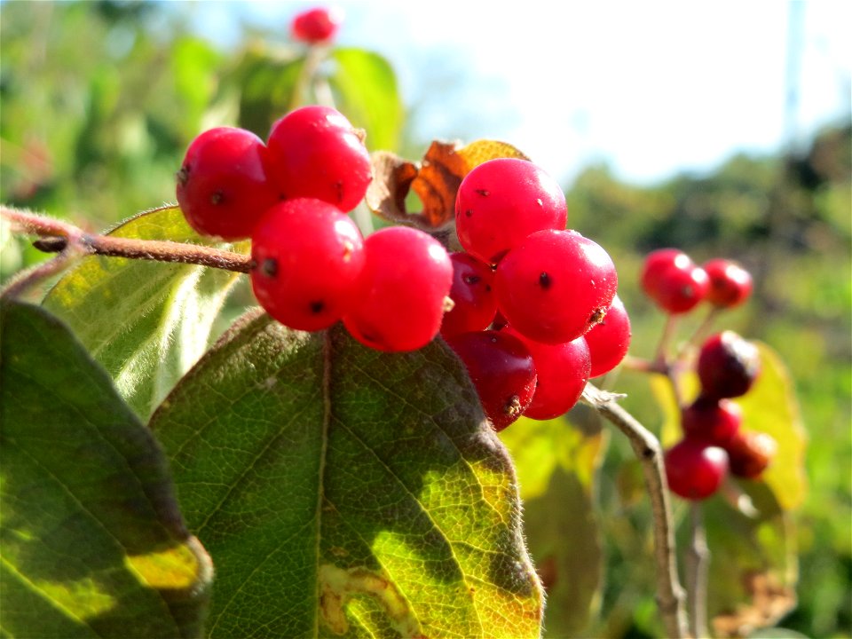 Rote Heckenkirsche (Lonicera xylosteum) in Hockenheim