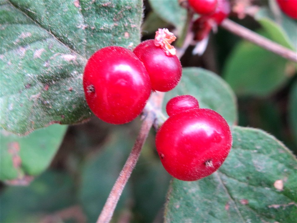 Rote Heckenkirsche (Lonicera xylosteum) bei Wiesbaden-Erbenheim
