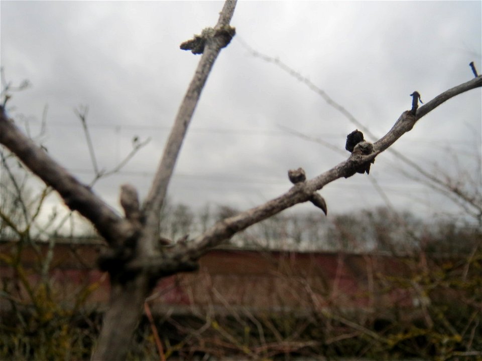 Rote Heckenkirsche (Lonicera xylosteum) in Hockenheim