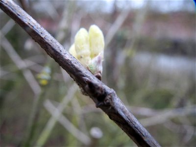 Frühe Blütenknospen der Roten Heckenkirsche (Lonicera xylosteum) in Hockenheim