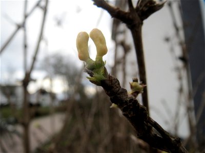 Frühe Blütenknospe der Roten Heckenkirsche (Lonicera xylosteum) in Hockenheim