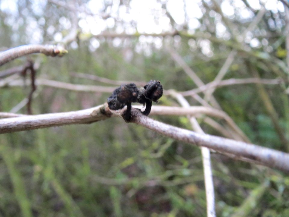 Rote Heckenkirsche (Lonicera xylosteum) in Hockenheim