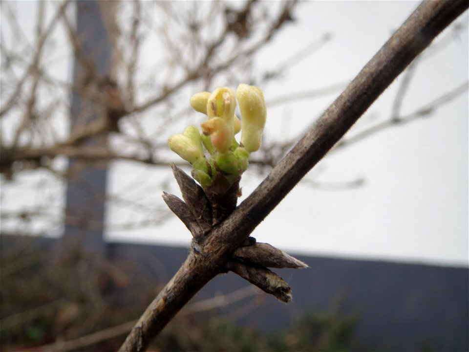 Frühe Blütenknospe der Roten Heckenkirsche (Lonicera xylosteum) in Hockenheim