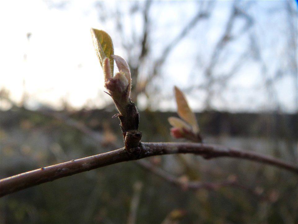 Blattknospen der Roten Heckenkirsche (Lonicera xylosteum) in Hockenheim