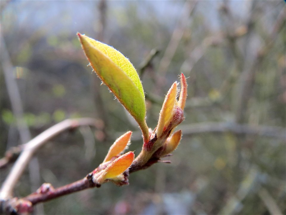Blattknospen der Roten Heckenkirsche (Lonicera xylosteum) in Hockenheim
