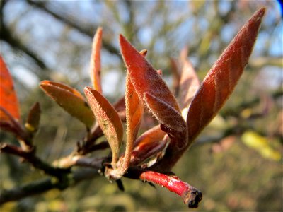 Rote Heckenkirsche (Lonicera xylosteum) in Hockenheim