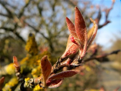 Rote Heckenkirsche (Lonicera xylosteum) in Hockenheim