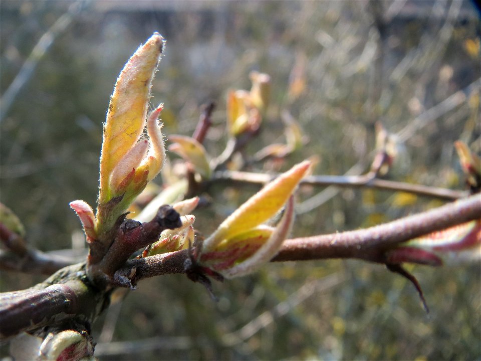 Rote Heckenkirsche (Lonicera xylosteum) in Hockenheim