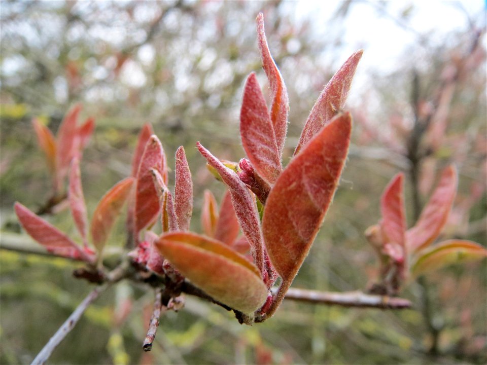 Rote Heckenkirsche (Lonicera xylosteum) in Hockenheim