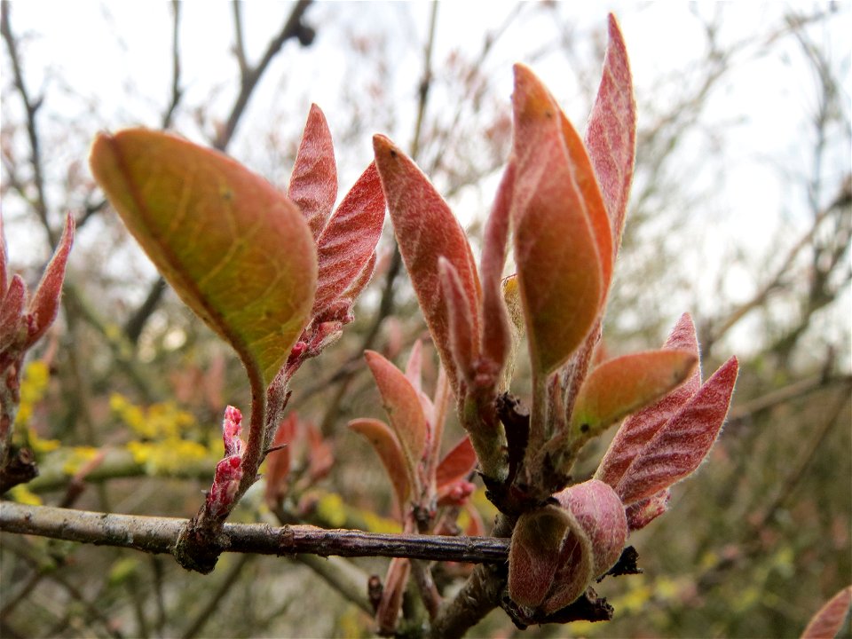 Rote Heckenkirsche (Lonicera xylosteum) in Hockenheim