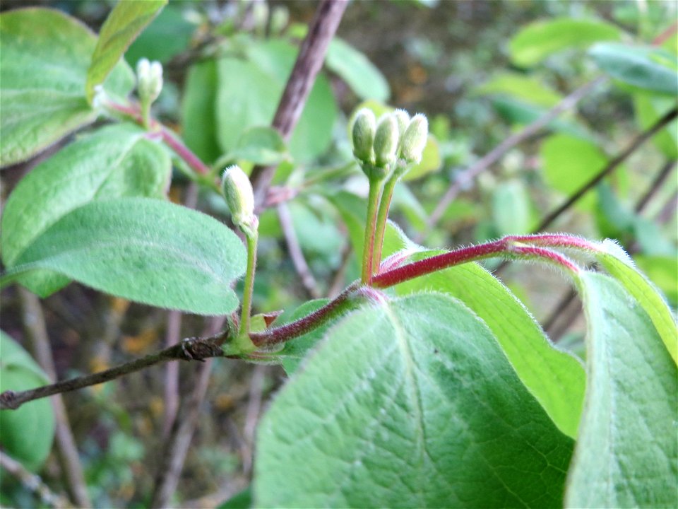 Böütenknospen der Roten Heckenkirsche (Lonicera xylosteum) in Hockenheim