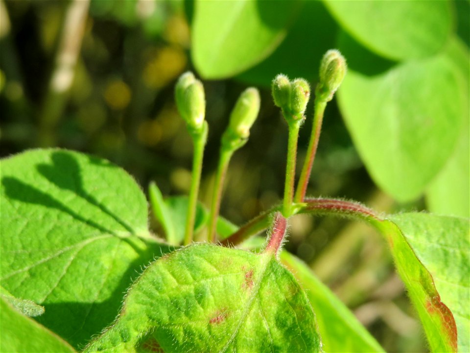Böütenknospen der Roten Heckenkirsche (Lonicera xylosteum) in Hockenheim