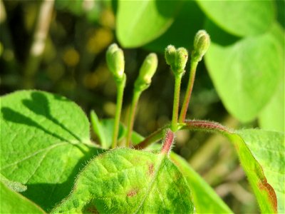 Böütenknospen der Roten Heckenkirsche (Lonicera xylosteum) in Hockenheim
