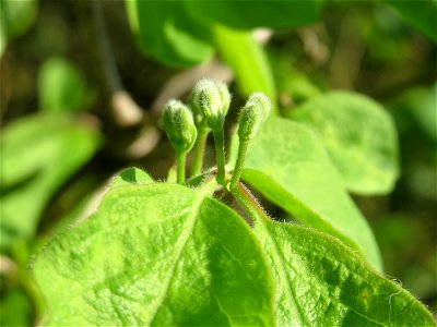 Böütenknospen der Roten Heckenkirsche (Lonicera xylosteum) in Hockenheim
